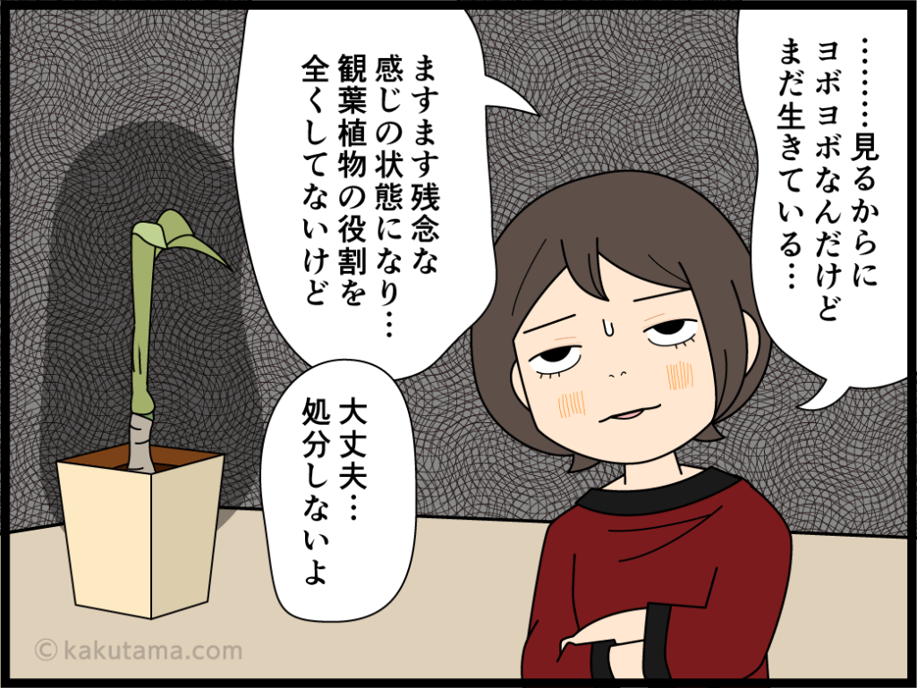 枯れそうで枯れない観葉植物に感心する主婦の漫画