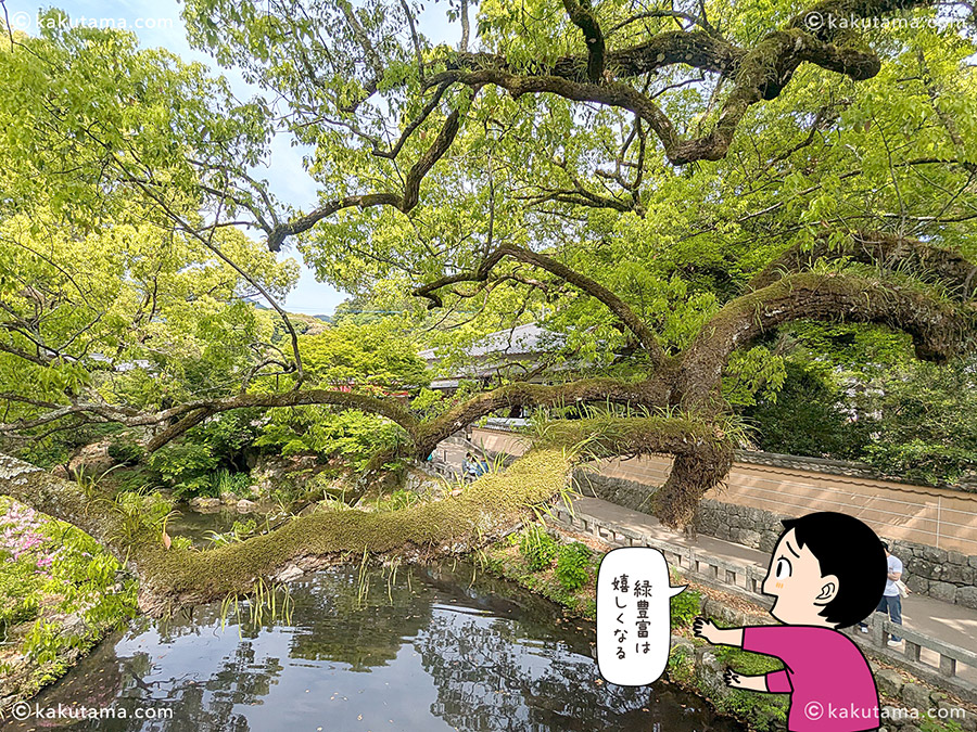 太宰府天満宮の木の写真