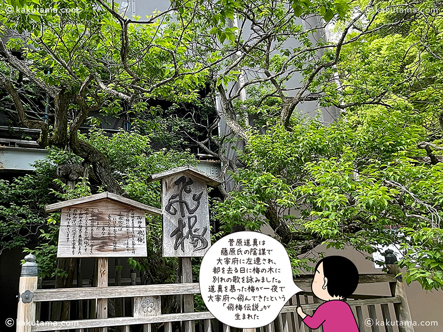 飛梅伝説の看板の写真