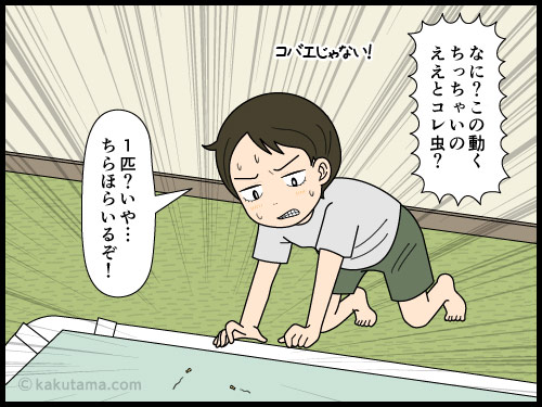 そば殻枕を使っていたせいか？布団にチャタテムシが発生した4コマ漫画